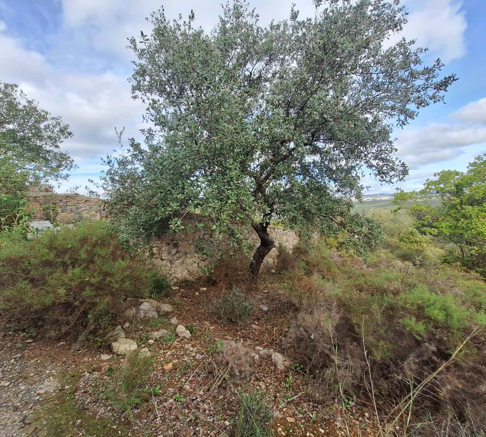Terreno com ruína no concelho de Faro - Foto 3