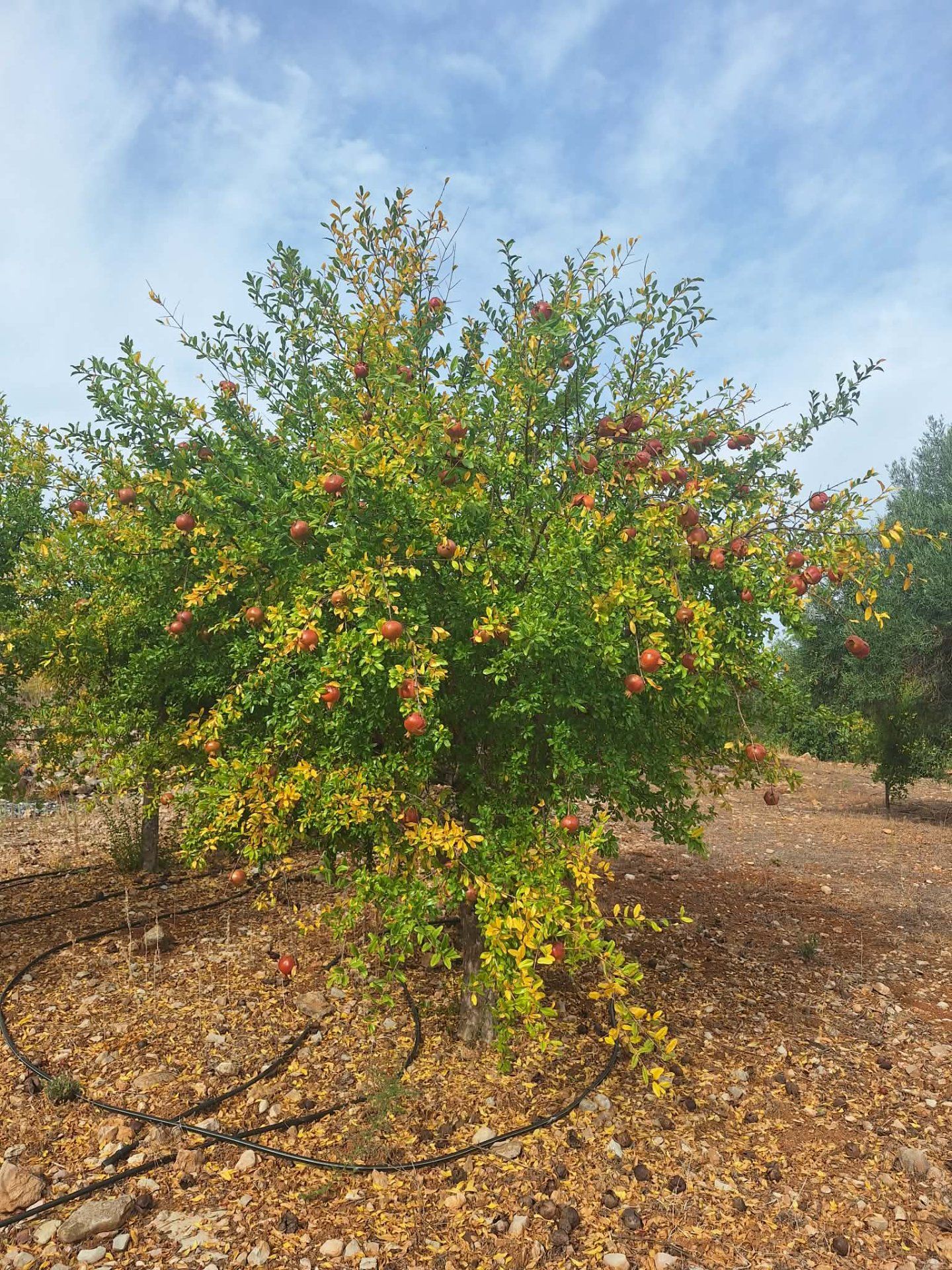 Terreno agricola  com árvores de fruto - Foto 3