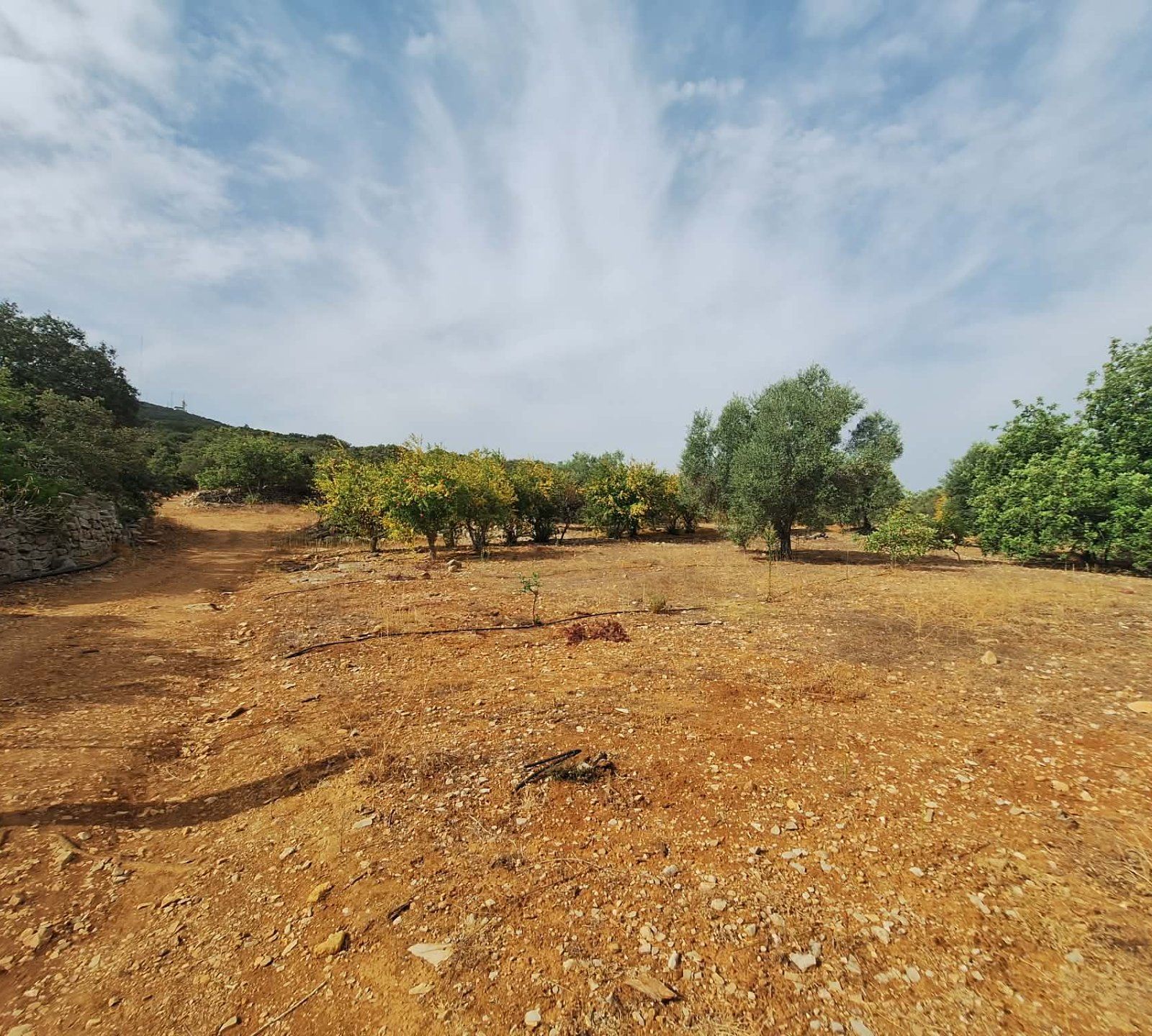 Terreno agricola  com árvores de fruto - Foto 4