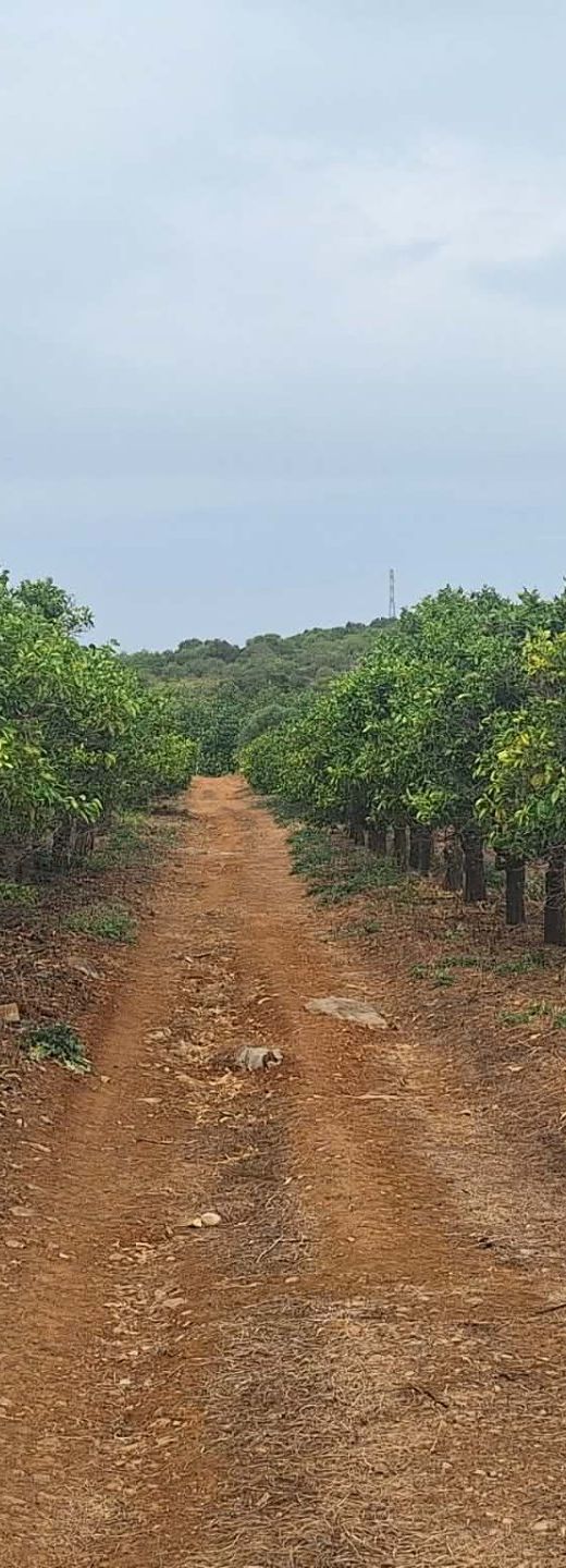 Terreno