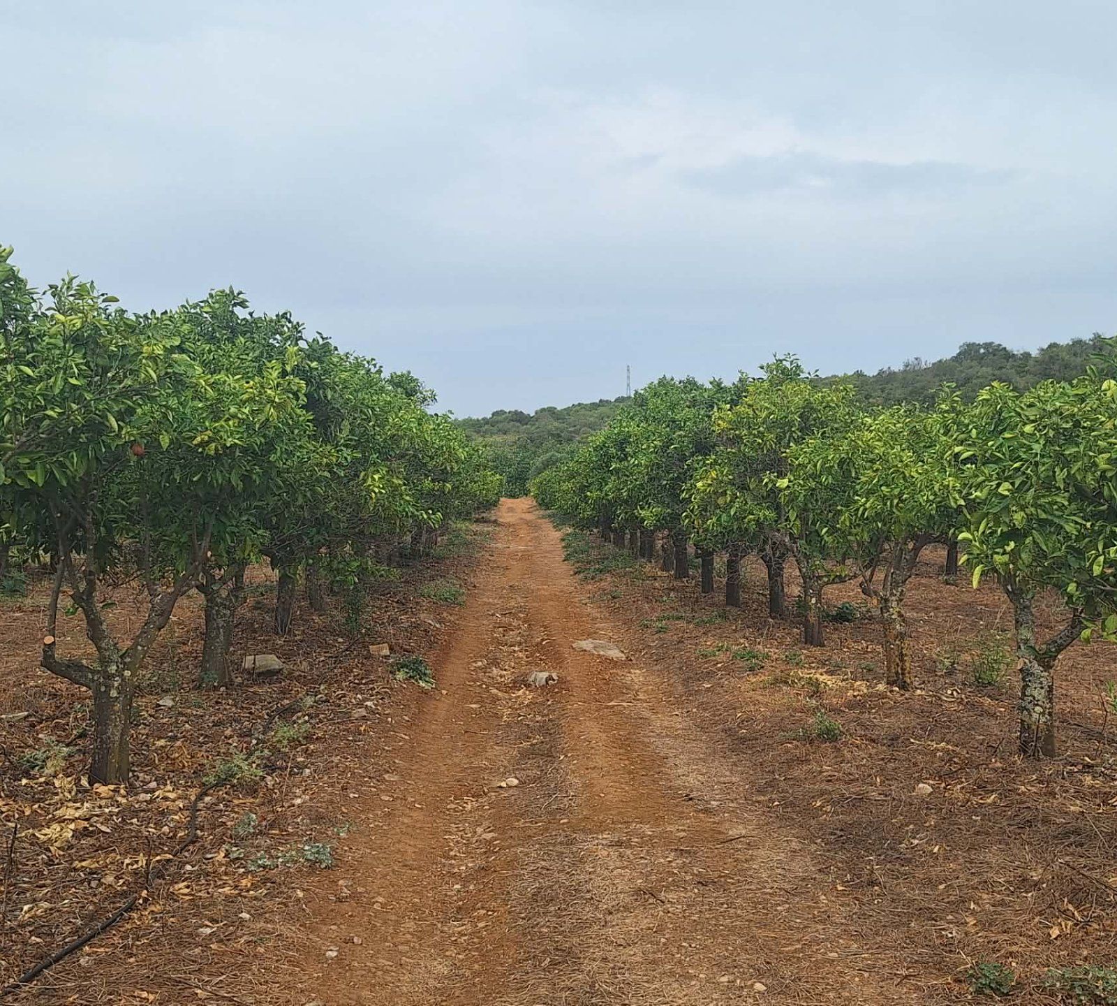 Terreno agricola  com árvores de fruto