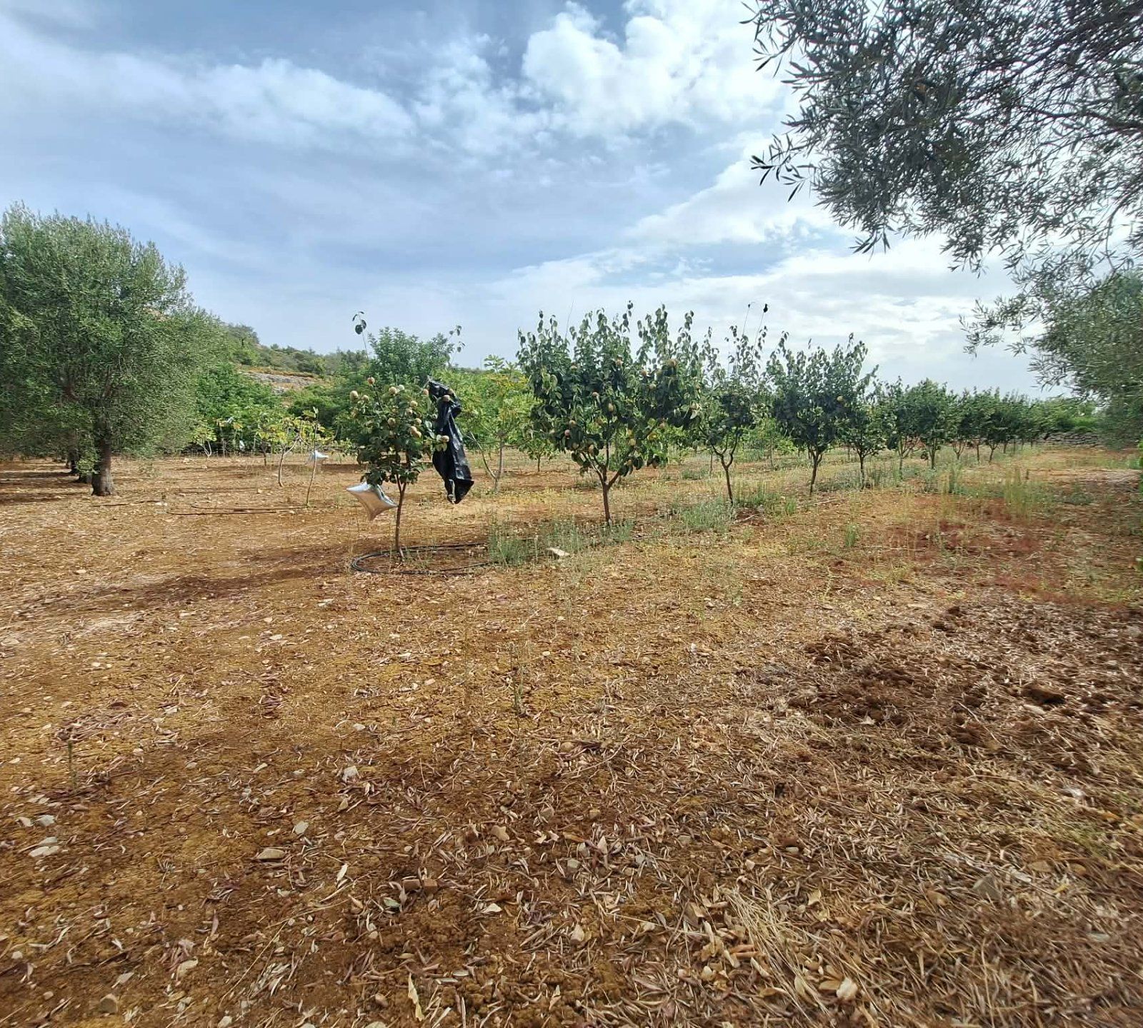 Terreno agricola  com árvores de fruto - Foto 5