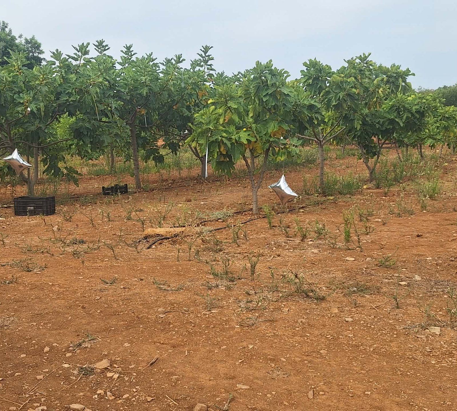 Terreno agricola  com árvores de fruto - Foto 2
