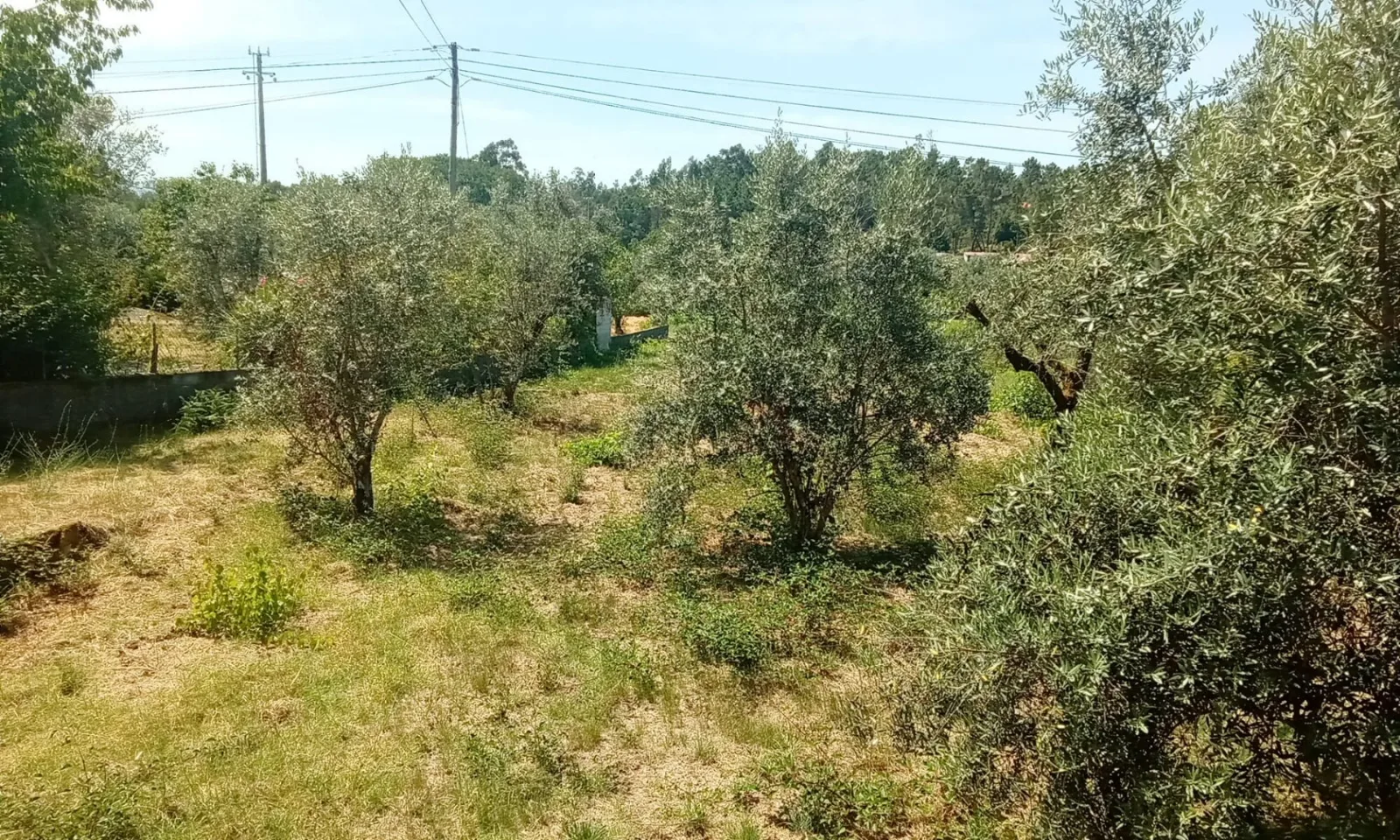 Terreno à Venda em Tondela - Espaço e Segurança para a Família - Foto 3