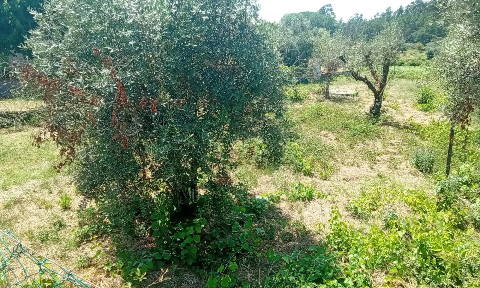 Terreno à Venda em Tondela - Espaço e Segurança para a Família - Foto 2