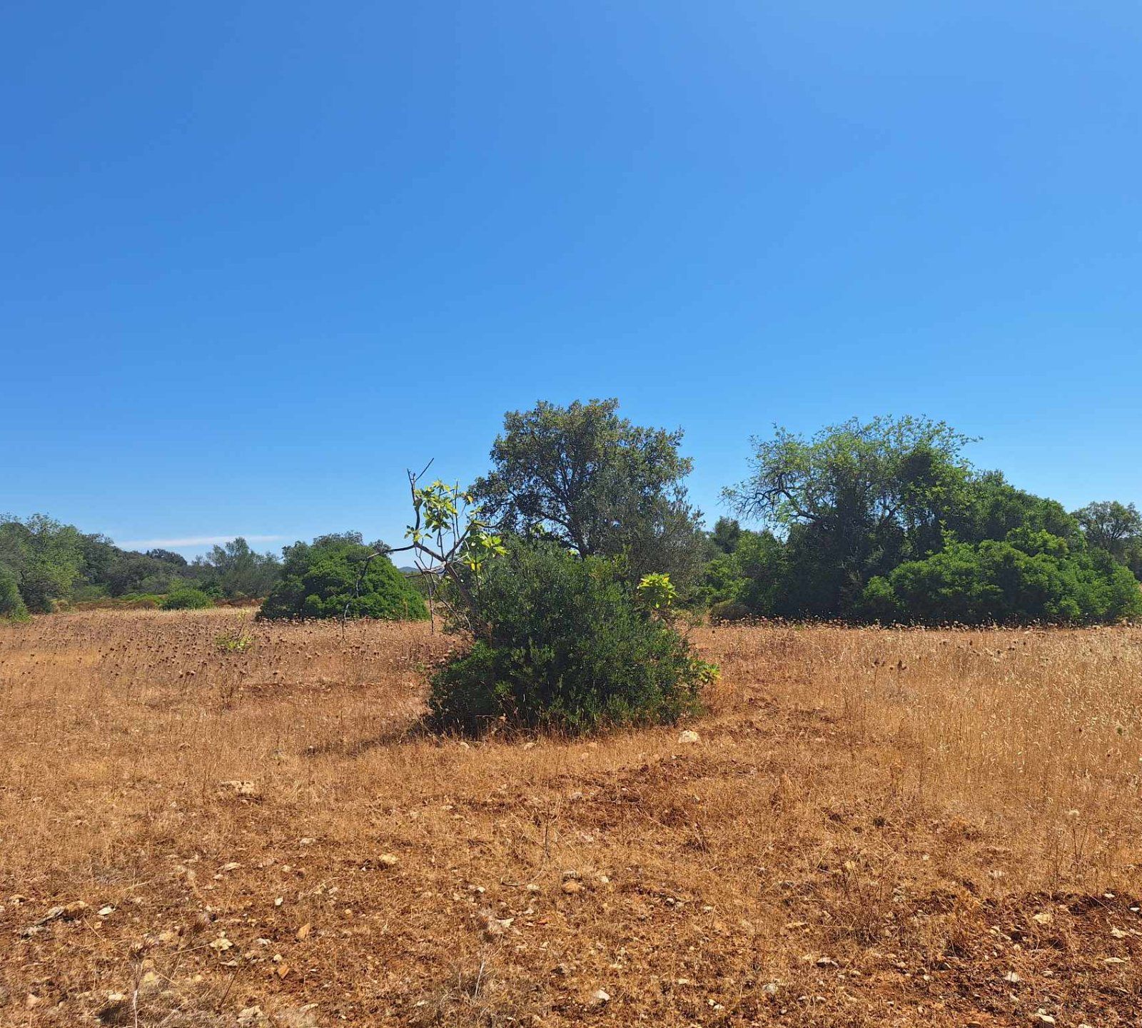 Terreno Rústico nos arredores de São Brás de Alportel - Foto 4